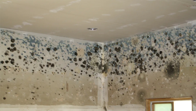 Signs of Black Mold ExistenceSigns of Black Mold