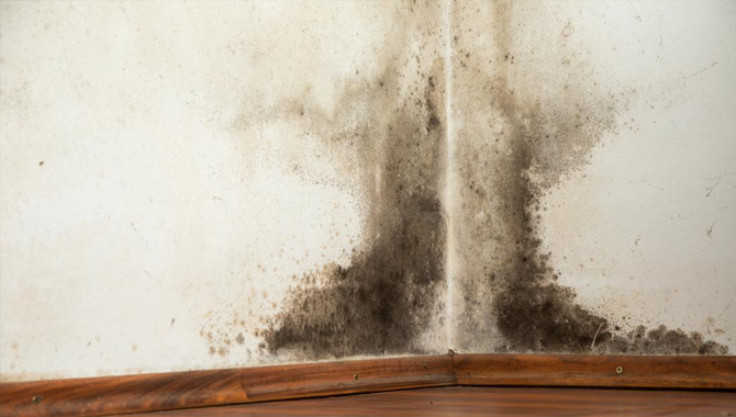 Why is Black Mold Dangerous