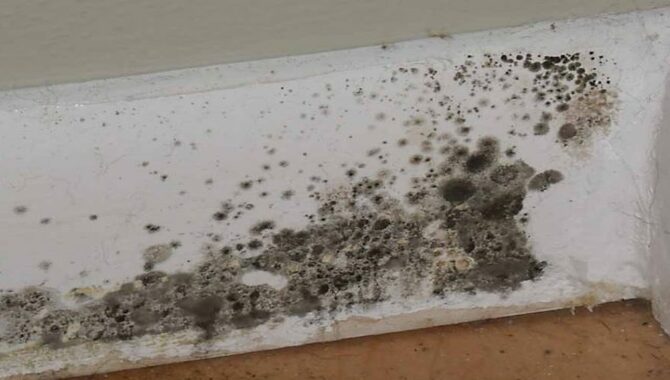 How Does Black Mold Form?