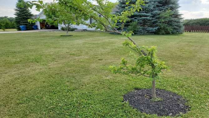 How To Identify A Small Leaning Tree