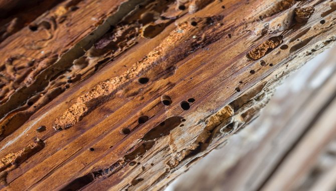 Old wooden beam affected by woodworm. Wood-eating larvae species beetle
