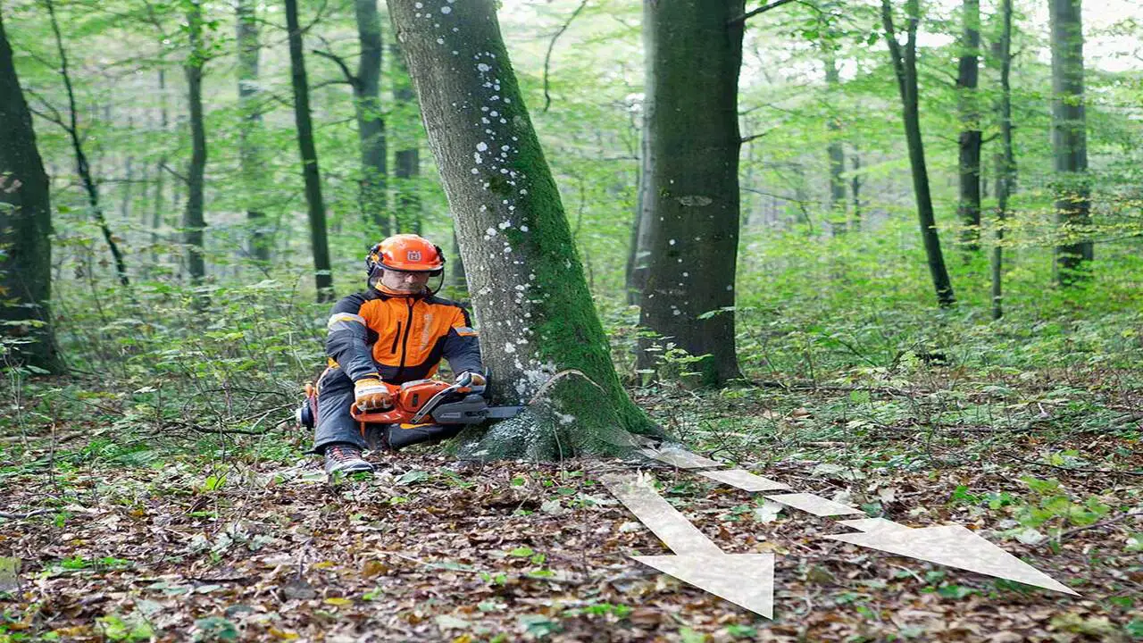 5 Methods To Fell A Tree That Is Leaning The Wrong Way