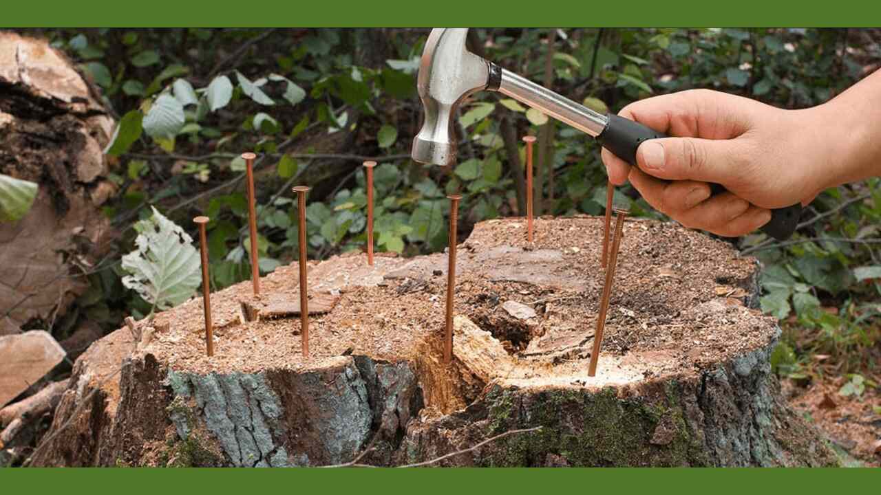 Drill Holes Through The Tree's Trunk And Into Its Roots
