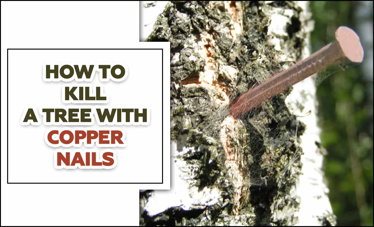 How To Kill A Tree With Copper Nails