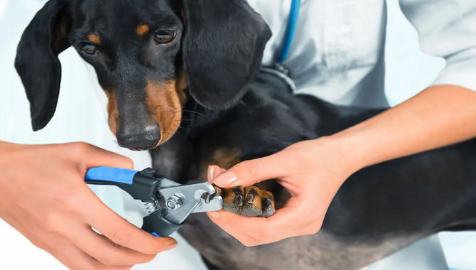 Trim Your Pets' Nails Regularly