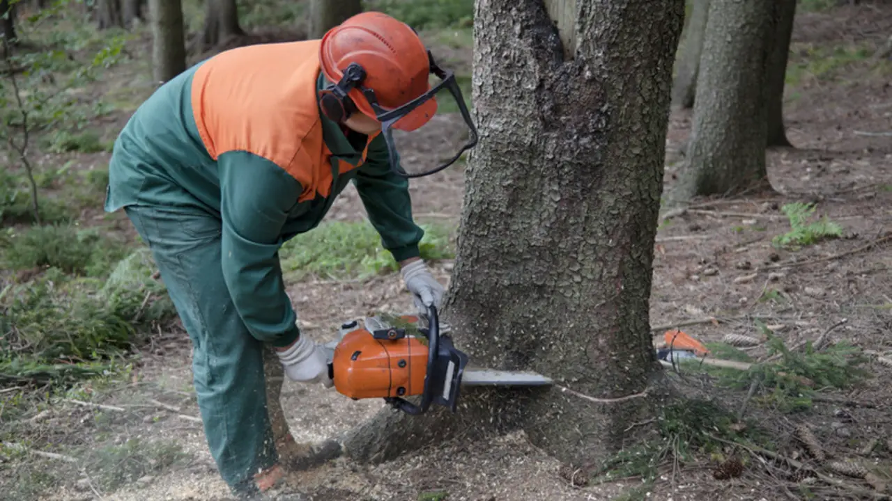 What Are The Risks And Dangers Associated With Felling A Tree That Is Leaning The Wrong Way