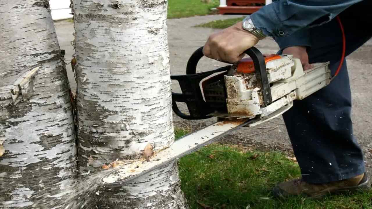 7 Easy Ways To Cut Down A Leaning Tree