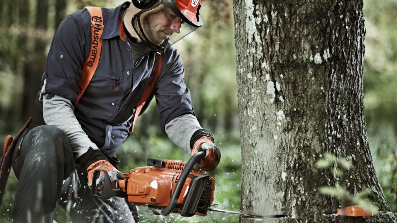 Guidelines For Safe And Efficient Tree Cutting