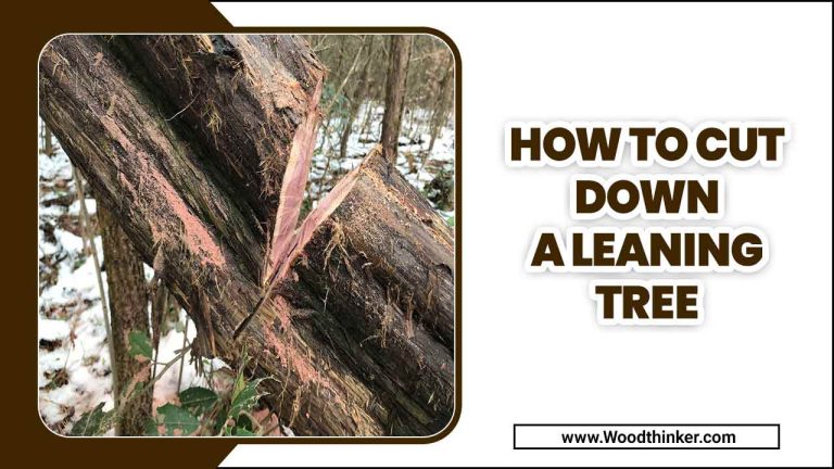 How To Cut Down A Leaning Tree: A Complete Guide