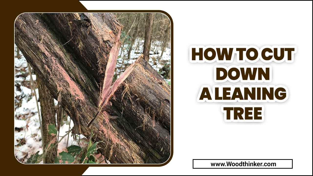 How To Cut Down A Leaning Tree