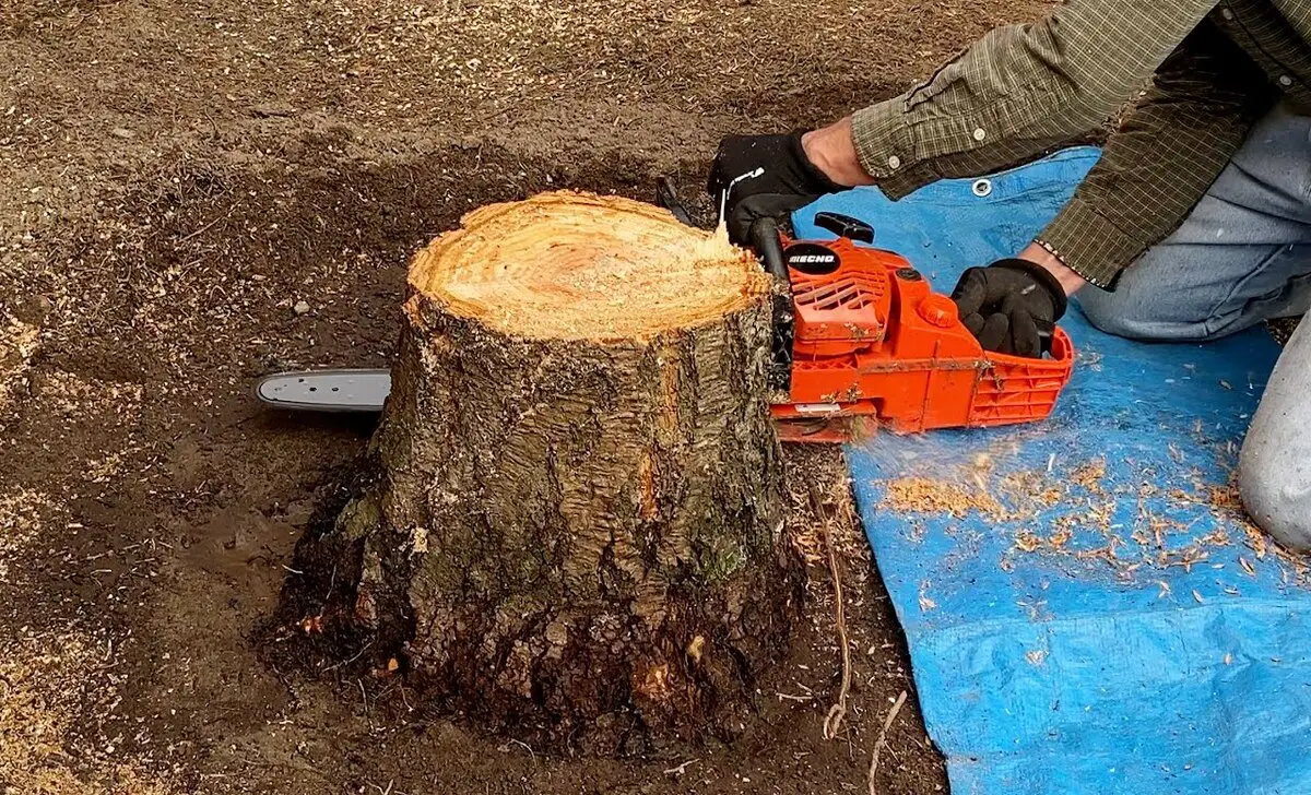 How To Cut Tree Roots With A Chainsaw 5 Easy And Safe Ways