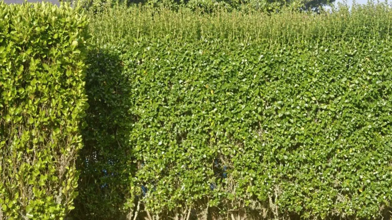 How To Identification Of Hedge Roots