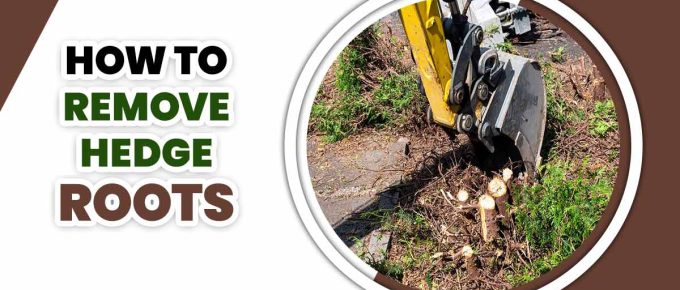 How To Remove Hedge Roots