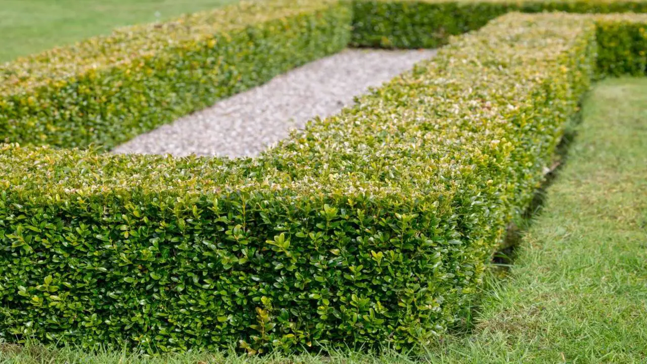 Tips For Maintaining A Hedge Root-Free Area