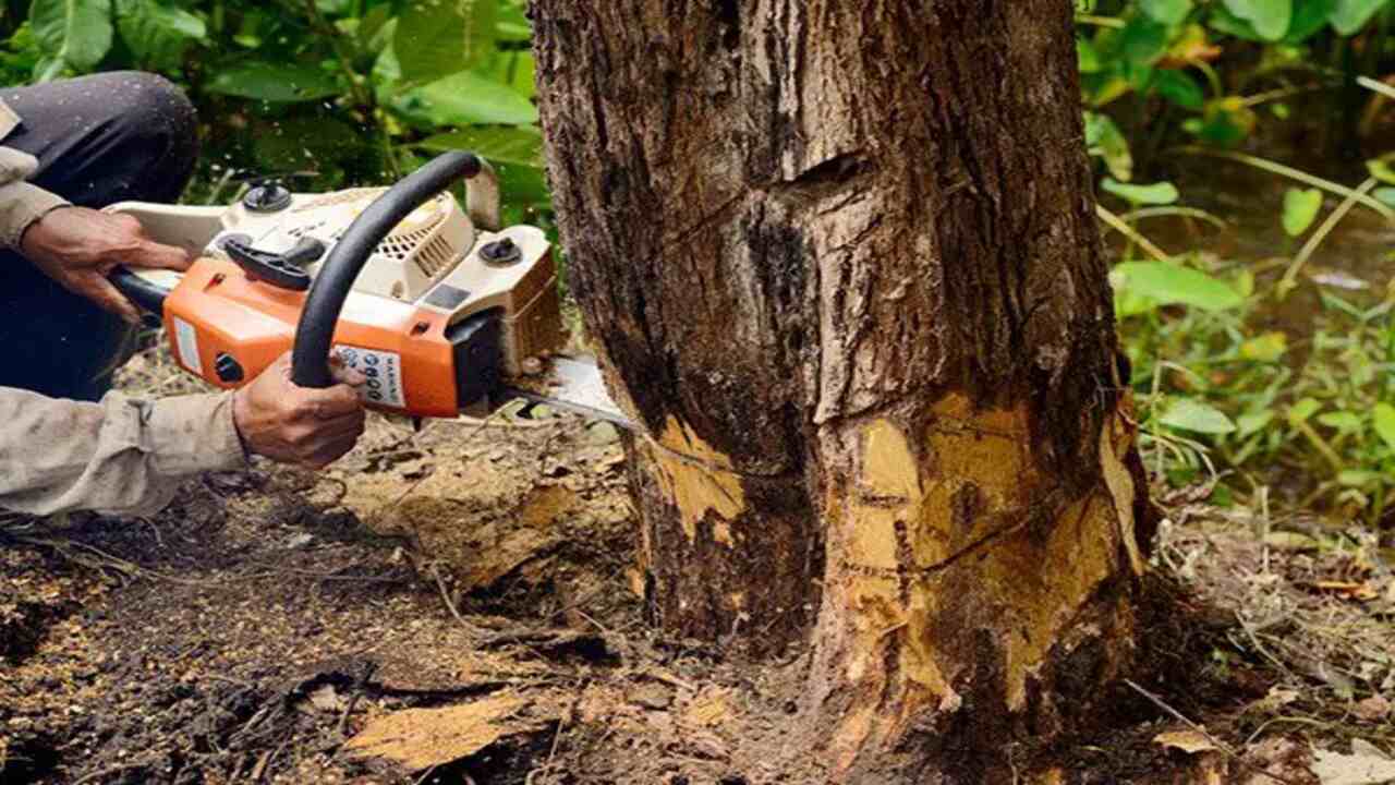 Tips On Safety When Cutting Down A Tree With A Chainsaw